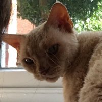 Madeleine (@madsmece) 's Twitter Profile