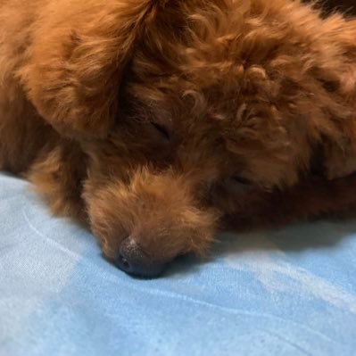 🎂2019.11.24｜🏠2020.2.1｜🐩トイプ｜2.5kgの女の子🐶｜犬嫌いな犬🙅‍♀️｜飼い主(29)はわんことディズニーとUVERworldが大好き｜#YouTube始めました ｜不妊治療中｜双角子宮｜ブログ🔰｜ZVE-10｜写真が好き