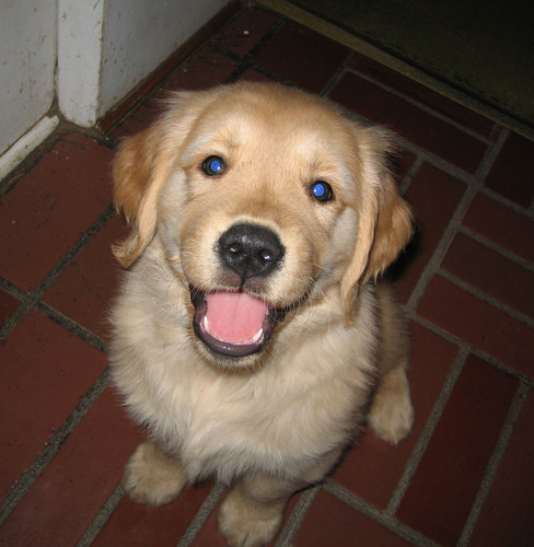 puppyfit's profile picture. 