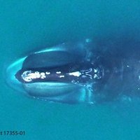 Ropeless Consortium (@fishropeless) 's Twitter Profile