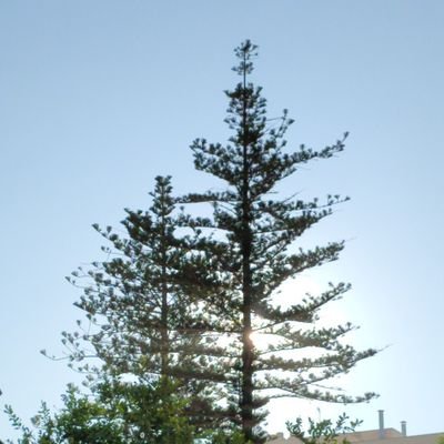 Pencha10's profile picture. 