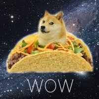 Pp(@peter_doge) 's Twitter Profile Photo