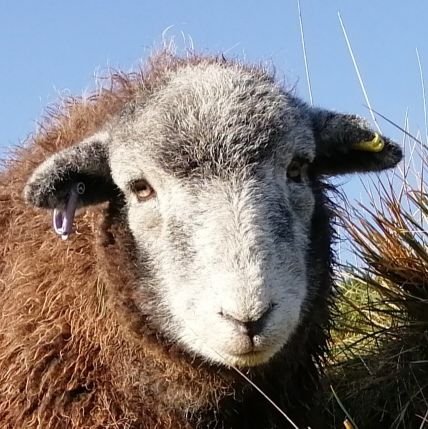 Herdwicks of Highfields Farm