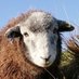 Herdwicks of Highfields Farm (@highfieldsherdy) Twitter profile photo