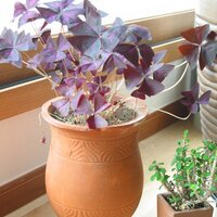 우리들 (@hinoonnet) 's Twitter Profile