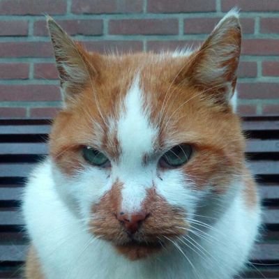 GertRozendaal's profile picture. Privacy & Freedom & Fun