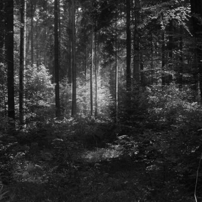favorite color is dark green and herbaceous areas...Photographer main focus nature