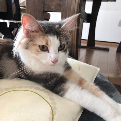 aru_alal's profile picture. 