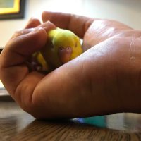 はばらゆうすけ (@rasty39079045) Twitter profile photo