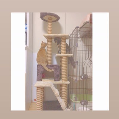 khc01handlove's profile picture. 川西コジマーズ→KHC→川西北陵高校 キーパー#1 10.18  2020.6.23〜