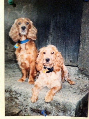 Belencius's profile picture. Doctora en comunicación, experta en series de ficción españolas y madre de la saga de libros Ficcionando, del Grupo de investigación INECO y del Grupo NODOS.