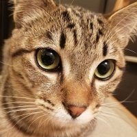 Mii(Masaki) (@1fg83sno7oeaccb) 's Twitter Profile