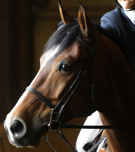 The Skidmore College Equestrian Team is a member of the Intercollegiate Horse Show Association. IHSA National Champs in 1990, 1991, 1995, 1996, 1999, and 2010!