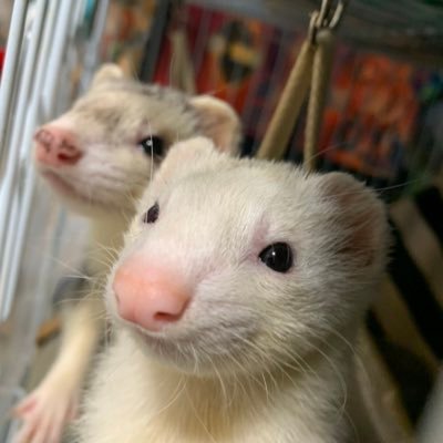 こたろー くぅ らい フェレットの飼い主の皆様に お伺いしたいです コタローのワクチン摂取も兼ねて 健康診断に行きたいのですが フェレットに強い先生を調べた所 以下の病院で悩んでいます ご意見お聞かせください まるこ未来動物病院 こたろー くぅ らい フェレットの飼い主の皆様に お伺いしたいです コタローのワクチン摂取も兼ねて 健康診断に行きたいのですが フェレットに強い先生を調べた所 以下の病院で悩んでいます ご意見お聞かせください まるこ未来動物病院