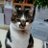 猫好きのアイコン