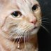 Rusty (@sicariorusty) Twitter profile photo