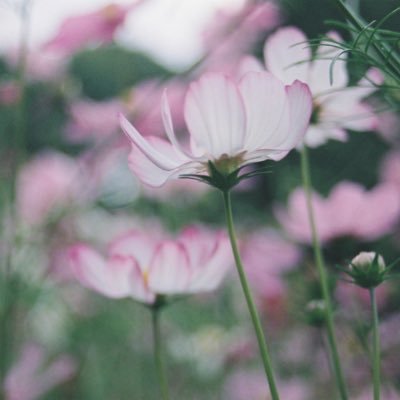 midcele666's profile picture. 好き❤️HYDE、ラルク、VAMPS、坂本真綾、椎名林檎、着物、ゲーム、アニメ、動物。雑多垢。奈良出身。🇯🇵