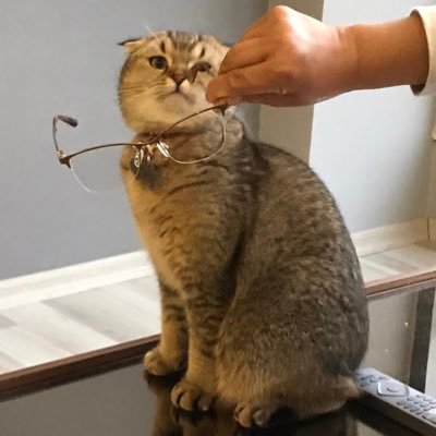 OzdamarDemet's profile picture. 