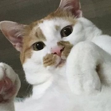 千葉房総の片田舎で暮らす保護猫達（４ニャン）のために働くオジさんです、夢のハッピーリタイアまであと半年…目指せ自由人⁈ ガンプラ作るの楽しいな　ＢＭＷ5シリーズ F10から３シリーズG型に乗り換えました。