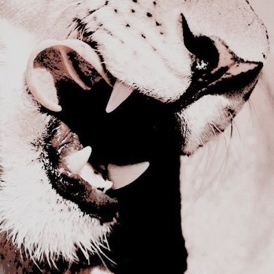 Ҝ 𝚞 𝚜 𝚑 𝚒 𝚖さんのプロフィール画像