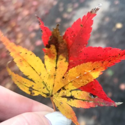 chisakitter's profile picture. 25↑ ヘッダーは、みんさん（@babyduck3232 ）作の、さとりんチョコ🍫ありがとうございます🤤💗 基本雑食🍴よく見るのは、天牛/白鳥沢/槍弓/🔥🎴/煉獄家/宇煉/煉義/五悠