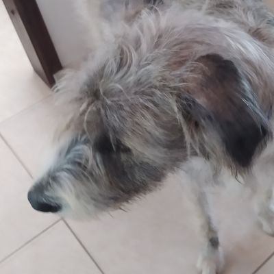 SantiagoNGさんのプロフィール画像