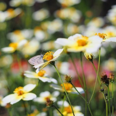 菜の花の花言葉 Nanohan Twitter 菜の花の花言葉 Nanohan Twitter