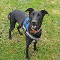 RSPCA Leybourne (@rspcaleybourne) Twitter profile photo