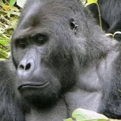 ゴリラ ベリンゲイ グラウアー 13kmnpuvkcai8yv Twitter ゴリラ ベリンゲイ グラウアー 13kmnpuvkcai8yv Twitter