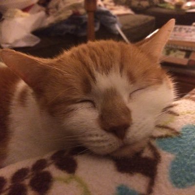 Person. Been writing programs for a while. Will trade 1:1 Git help for virtual hugs. Sex work is real work. Enby aspie; they/them 🏳️🌈 en-US & de-DE