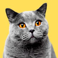 Catlix - Cat Video Challenges(@Catlixtv) 's Twitter Profile Photo