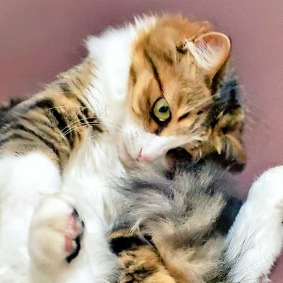 あんずワールド 猫じゃ猫じゃ にゃんこやワンコ達とニュースと Nekoja Nekoja Twitter