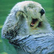 lenaing's profile picture. Plus là depuis 2024 ➡️ 🦣 lenain@octodon 🦋 lenaing@bluski, 📷 lenaing777. Open Source, Steam, Retrogaming and Stuff. One of @jarm0u 's KartKids.