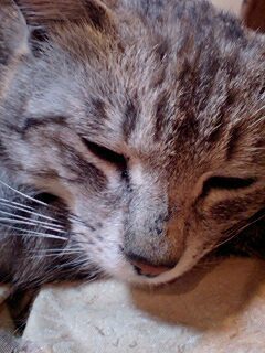 catminniecat001's profile picture. キジトラの2013年7月生まれの糖尿病のルイ(ピー)♂とジュリア♀の兄妹猫と茶トラの2015年生まれのチャー♂がいます🐱🐱🐱BOOWY、氷室京介、YT、クイーン、ジョニー・デップ、マイケル・ジャクソン、ハリーポッター、ファンタビが好きです☺️