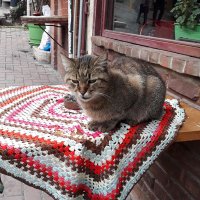 Yasemin🇹🇷 (@yasemin_sirman) Twitter profile photo