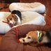 Dad to two beagles (@mybeaglesdad) Twitter profile photo Dad to two beagles (@mybeaglesdad) Twitter profile photo