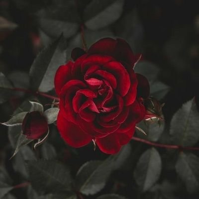 0DYN0's profile picture. 🔞