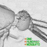 gosshma's profile picture. 百蚊(hyacca) from fukuokacity の guitar  の 男の方 です