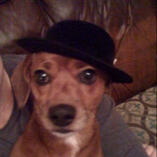 origkookoo4coco's profile picture. Resist Leftist Resisters.  Anti-Racism, Anti-Marxism, Anti-Trafficking  Pro Populism & Pro Film Noir. 
Army of the Awakened. 
Flawed but forgiven through Grace