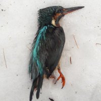 Situation Room Resurrected Bird® (@laeugelhirn) 's Twitter Profile