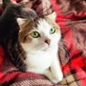 kotetomo222's profile picture. 🐱2012.2.22日生まれ。名前はこてつ。スーパー甘えん坊。6歳の時にお迎えしました。うちの子になった時から大人だったので、こてつさんと呼んでます。 犬のラムちゃんも仲間入り🐶
