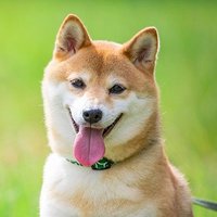 FX_usdjpy_wata (@fxwata) Twitter profile photo