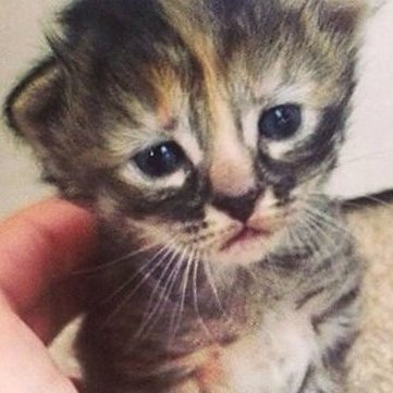 CCCP_Tyrrax's profile picture. Gambler