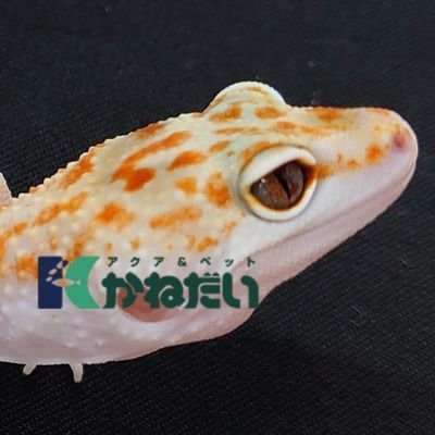 かねだい 海老名店 Kanedai Ebina Twitter かねだい 海老名店 Kanedai Ebina Twitter
