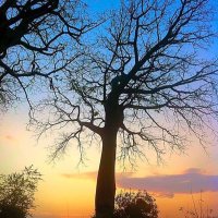 bosqueSamanes1 (@bsamanes1) 's Twitter Profile