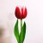 たまこ🌷🌷🌷のアイコン