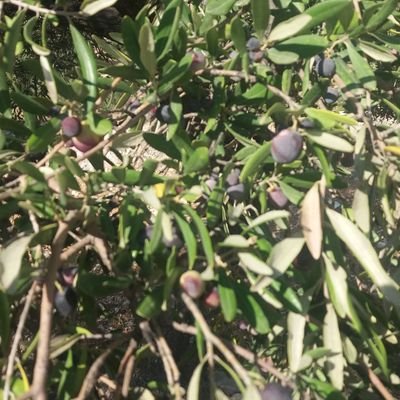 mer81065230's profile picture. 