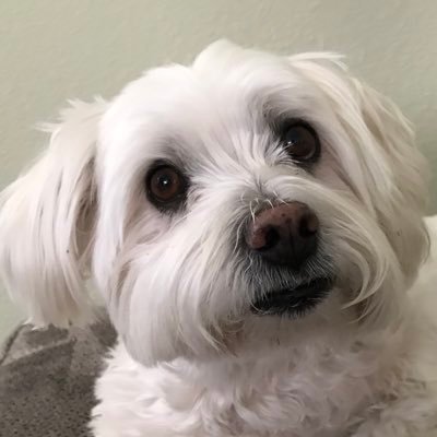 Busytimes1's profile picture. BLM, Democratic, HCW. Animal lover . Anti -Trump !