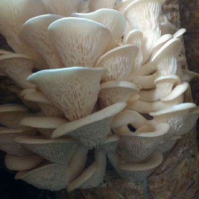 #Producing Organic Mushroom
# Oyster & Milky Mushroom
#100 % Organic
# MuShroom available now@chennai
#Free Home Delivery 
# Classes To Be Taken For Begginers
