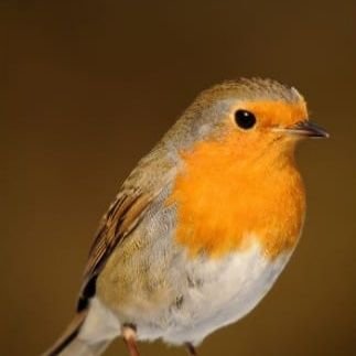 hsanTre3's profile picture. 